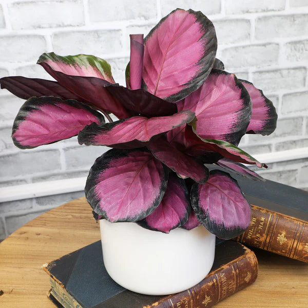 Calathea Rosy