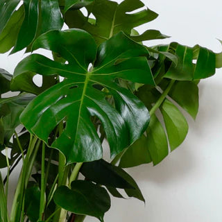 Monstera Deliciosa – 10"