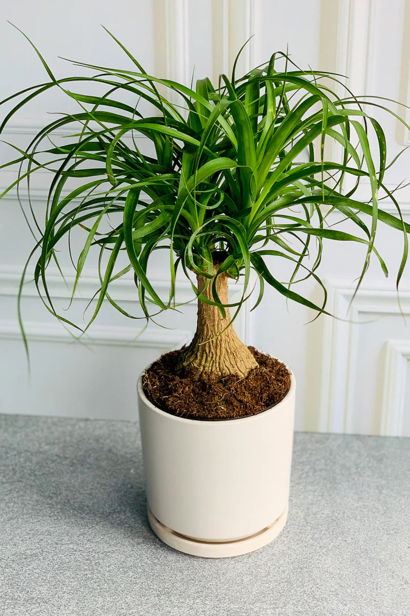 Beaucarnea recurvata (Ponytail palm)