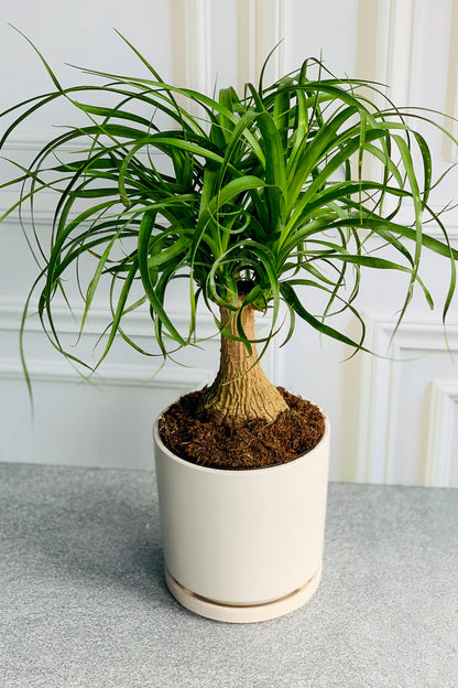 Beaucarnea recurvata (Ponytail palm)