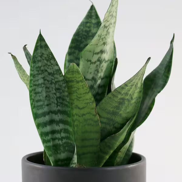 Sansevieria Futura Robusta (Snake Plant) – 6"