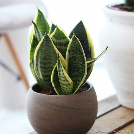Sansevieria ‘Golden Edge’ (Snake Plant)