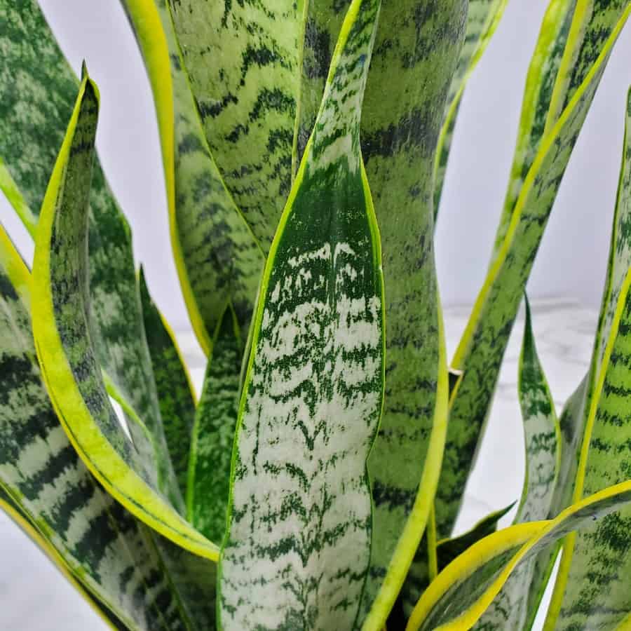 Sansevieria Laurentii (Snake Plant) – 8"