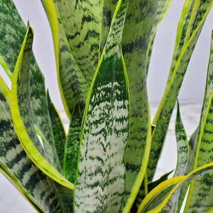 Sansevieria Laurentii (Snake Plant) – 8"