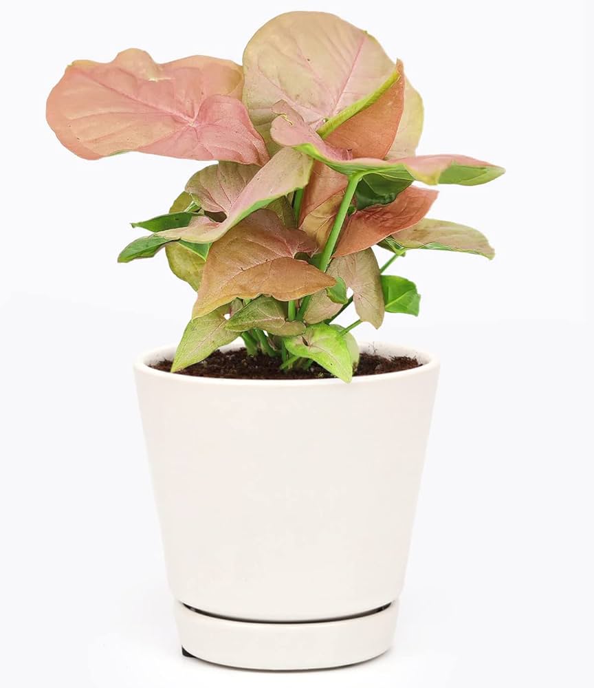 Syngonium Neon (Arrowhead Plant) – 6"