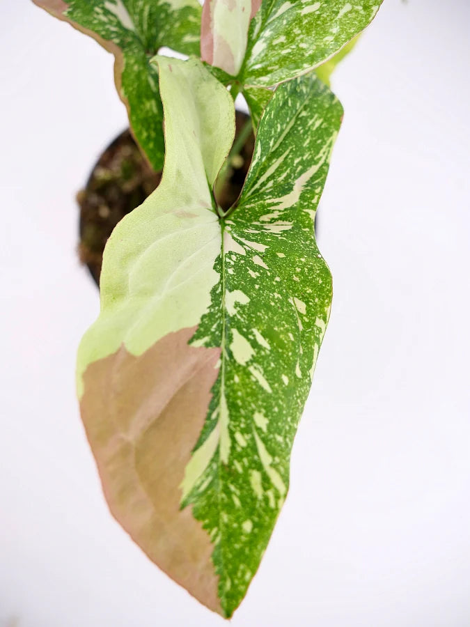 Syngonium Tricolor (Arrowhead Plant) – 6"