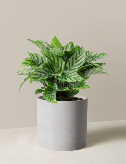 Calathea Freddy (Calathea concinna ‘Freddy’) – 6"