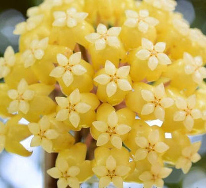 Hoya Vitellinoides 4”