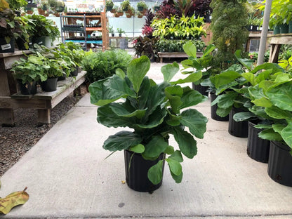 Ficus Lyrata ‘Bush’ (Fiddle Leaf Fig) – 8"