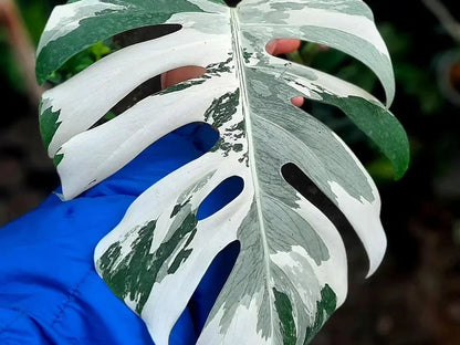 Monstera Thai Constellation – 10"