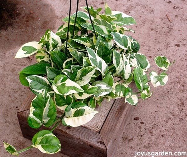 Pothos N’Joy (Epipremnum aureum ‘N’Joy’) – 4"