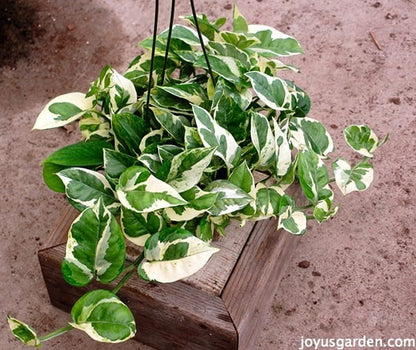 Pothos N’Joy (Epipremnum aureum ‘N’Joy’) – 4"
