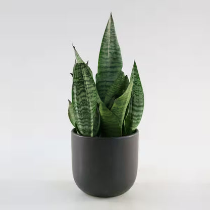 Sansevieria Futura Robusta (Snake Plant) – 6"