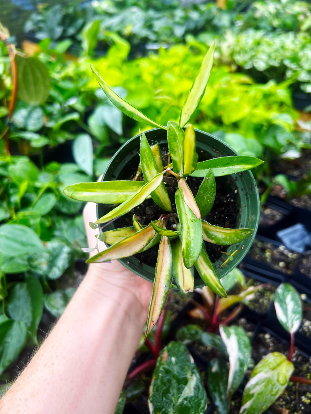 Hoya Wayetti Tricolor 4"