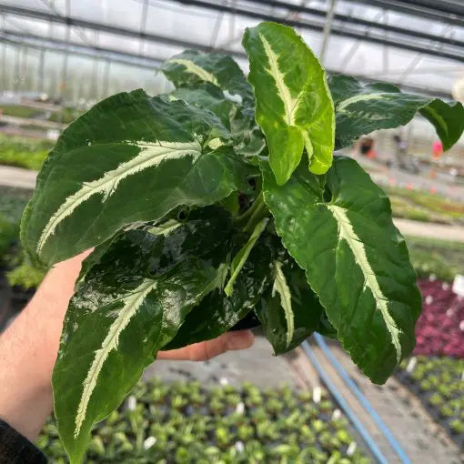 Syngonium Silver Goose 4"