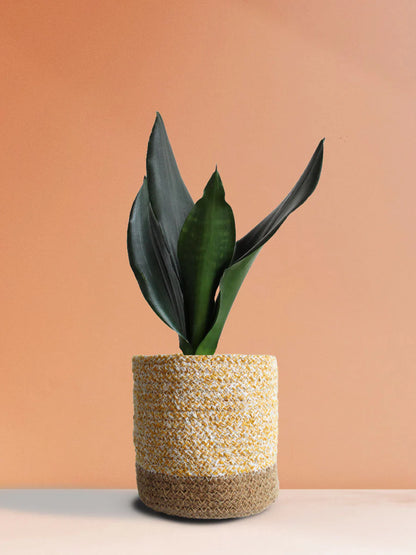 Sansevieria Black Dragon  4"
