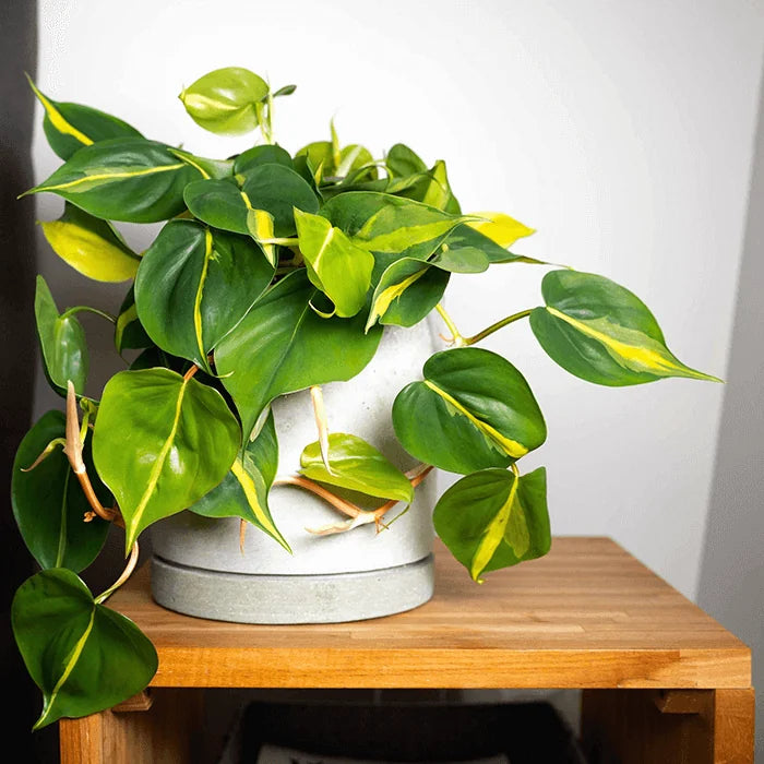 Philodendron Brazil 4"