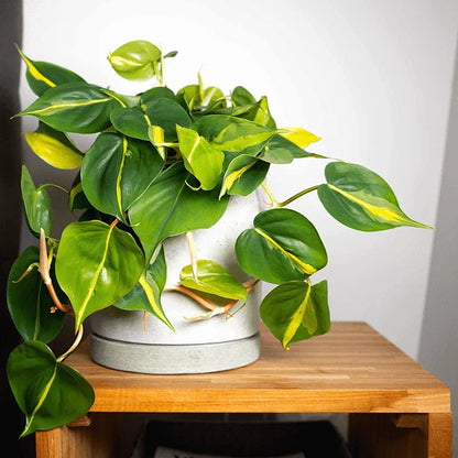 Philodendron Brazil 4"