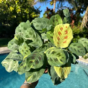 Maranta Beauty Kim 6"