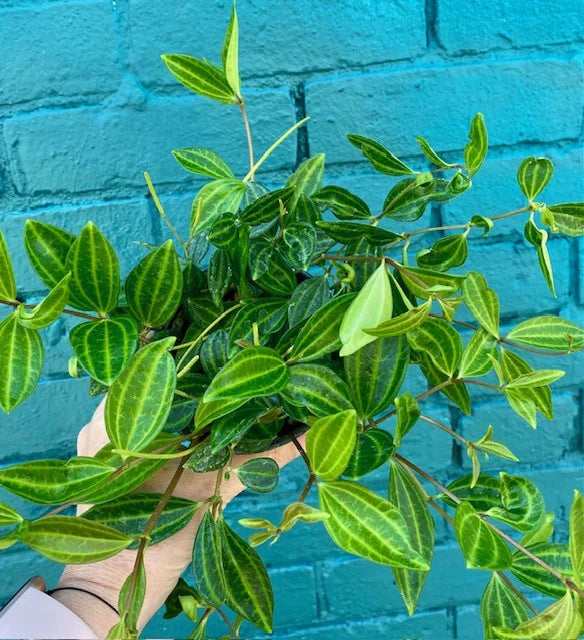 Peperomia ‘Diamond’ — 4”