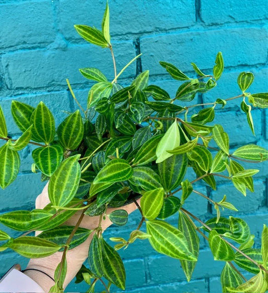 Peperomia ‘Diamond’ — 4”