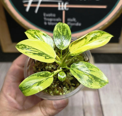 Philodendron Green Congo