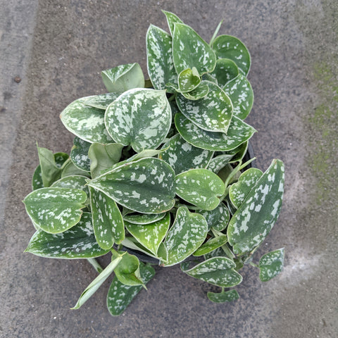 Pothos ‘Silvery Ann’  6"