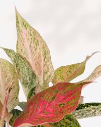 Aglaonema Chanel – 6"