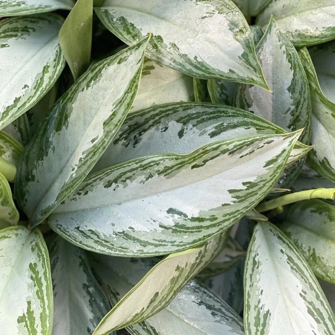Anglaonema Silver Bay