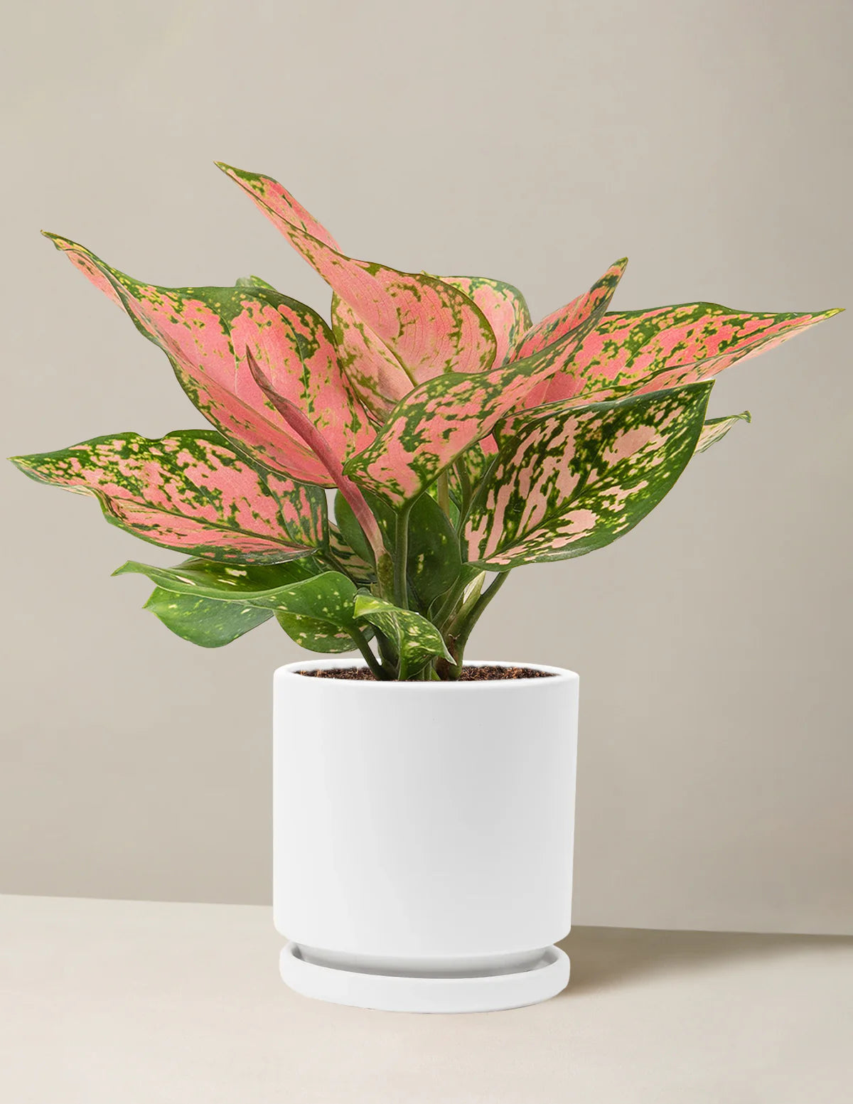 Aglaonema Wishes – 6"