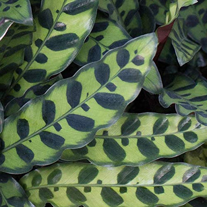 Calathea Lancifolia (Rattlesnake Plant) – 6"