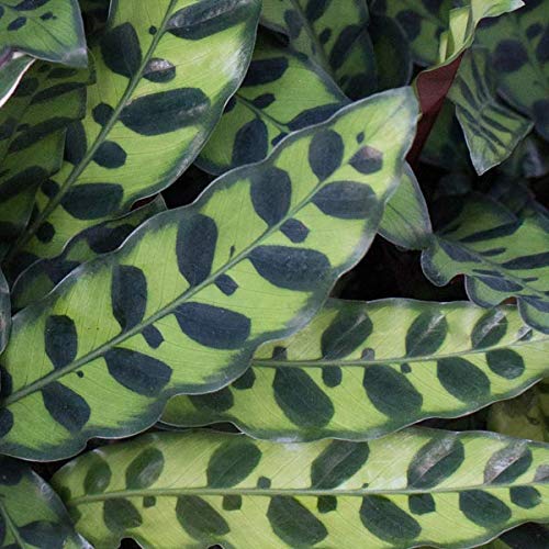 Calathea Lancifolia (Rattlesnake Plant) – 6"