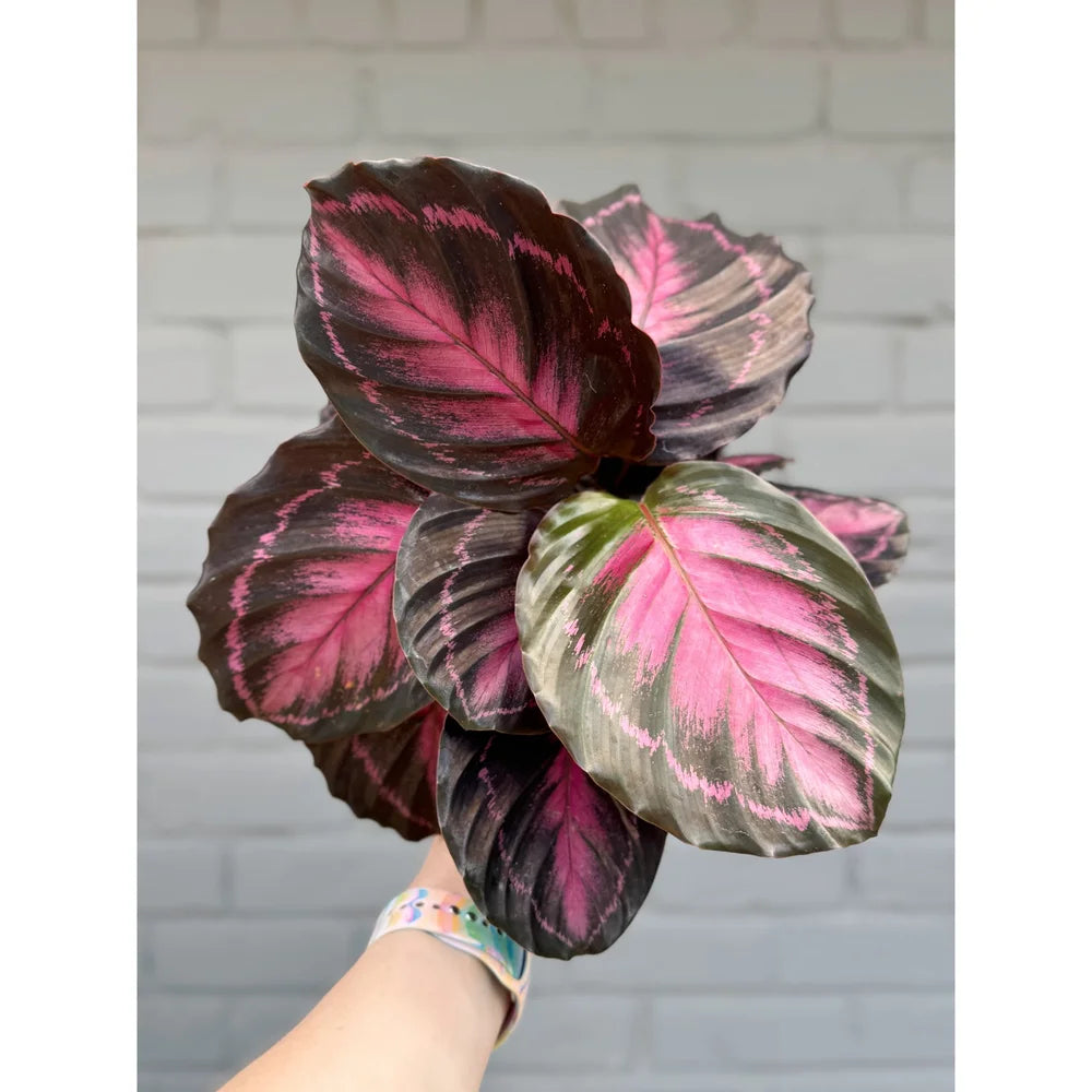 Calathea Rosy