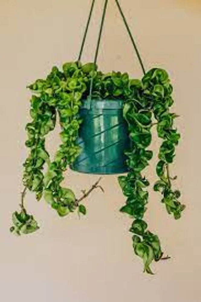 Hoya Compacta (Hindu Rope) – 8"