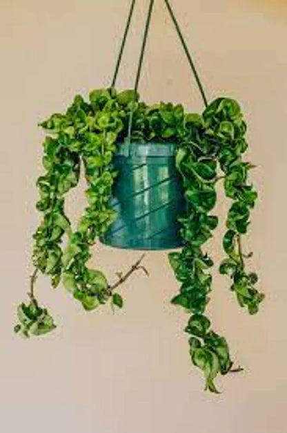 Hoya Compacta (Hindu Rope) – 8"