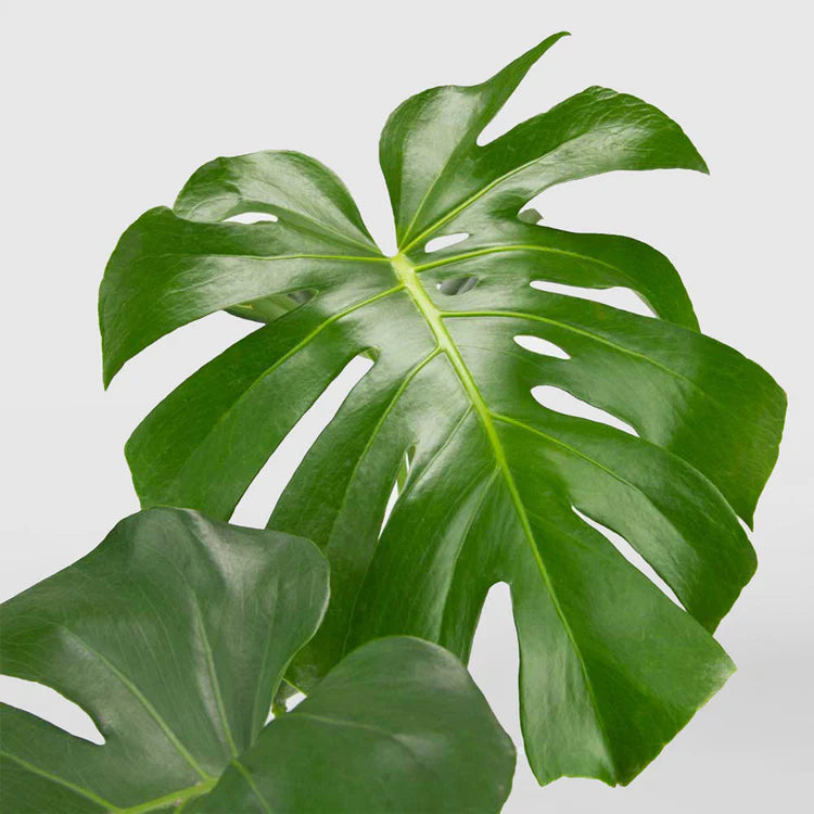 Monstera Deliciosa – 10"