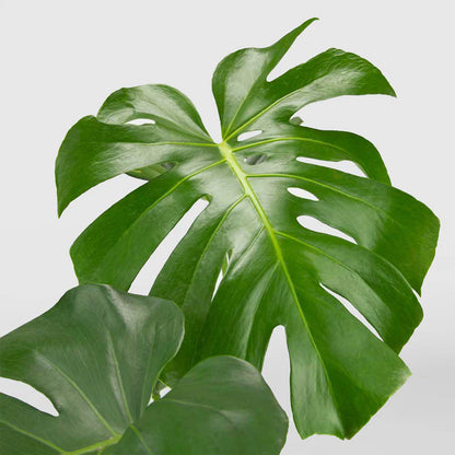Monstera Deliciosa – 10"