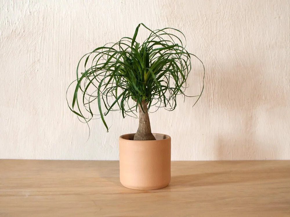 Beaucarnea recurvata (Ponytail palm)