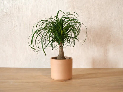 Beaucarnea recurvata (Ponytail palm)