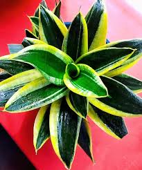 Sansevieria ‘Golden Edge’ (Snake Plant)