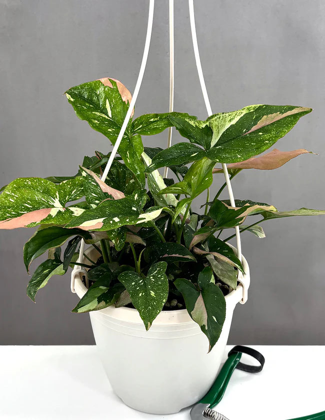 Syngonium Tricolor (Arrowhead Plant) – 6"