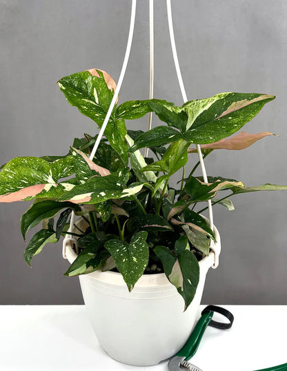 Syngonium Tricolor (Arrowhead Plant) – 6"