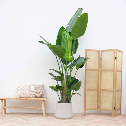 Strelitzia Nicolai (White Bird) 10"