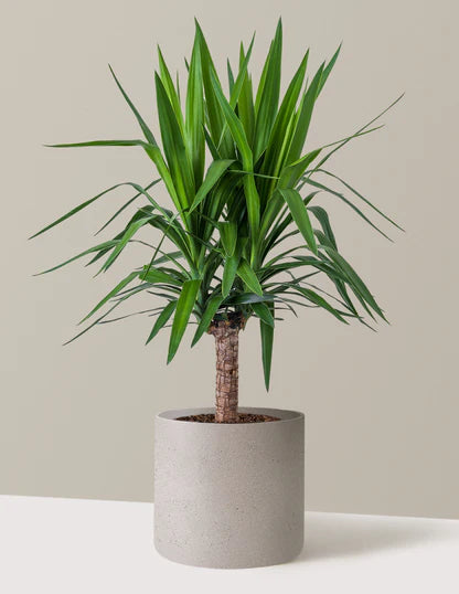 Yucca Variegated – 6"