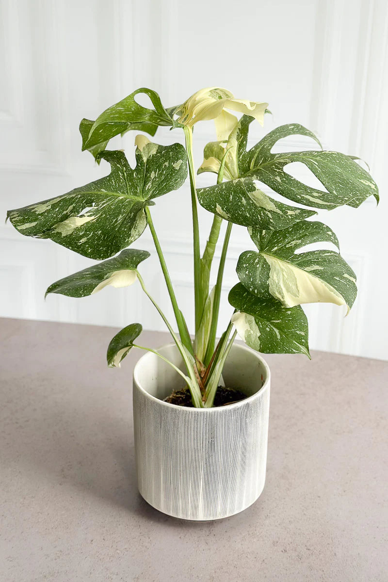 Monstera Thai Constellation – 10"