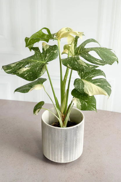 Monstera Thai Constellation – 10"