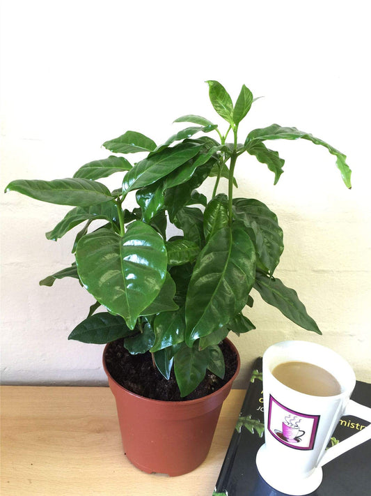 Coffee Plant 4"