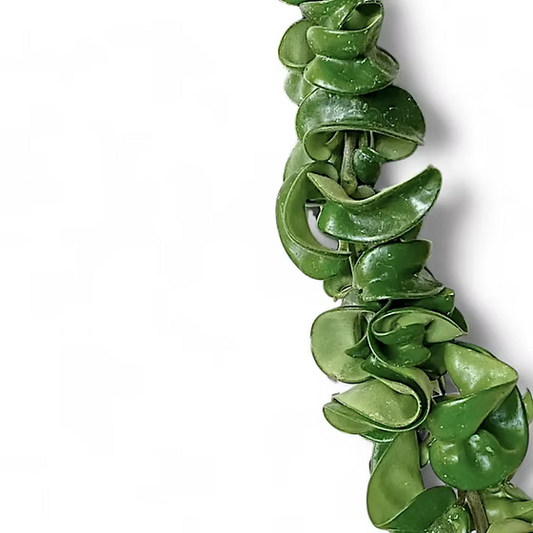 Hoya Compacta (Hindu Rope) – 8"