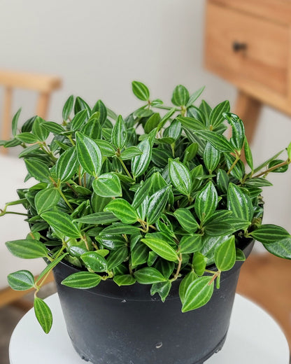 Peperomia ‘Diamond’ — 4”