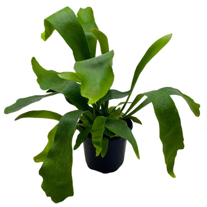 Platycerium (Staghorn ferns)  6"